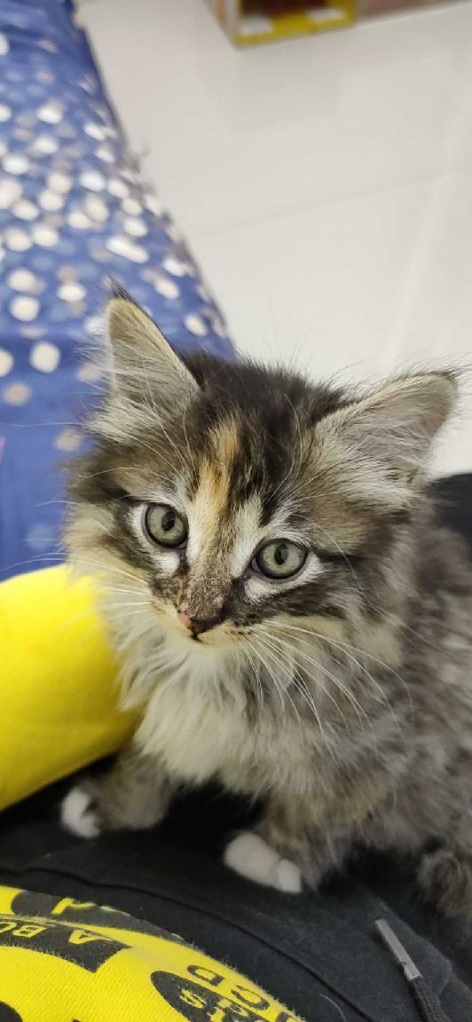 猫图片|宠物猫|猫咪|