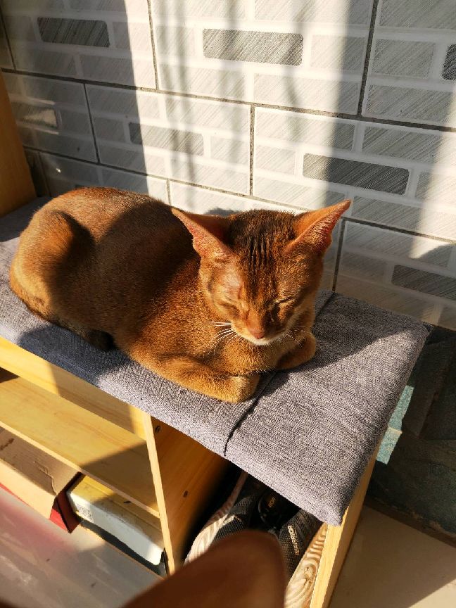 猫图片|宠物猫|猫咪|