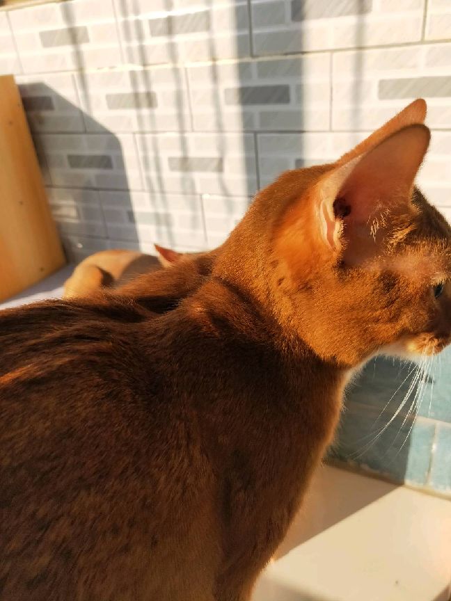 猫图片|宠物猫|猫咪|