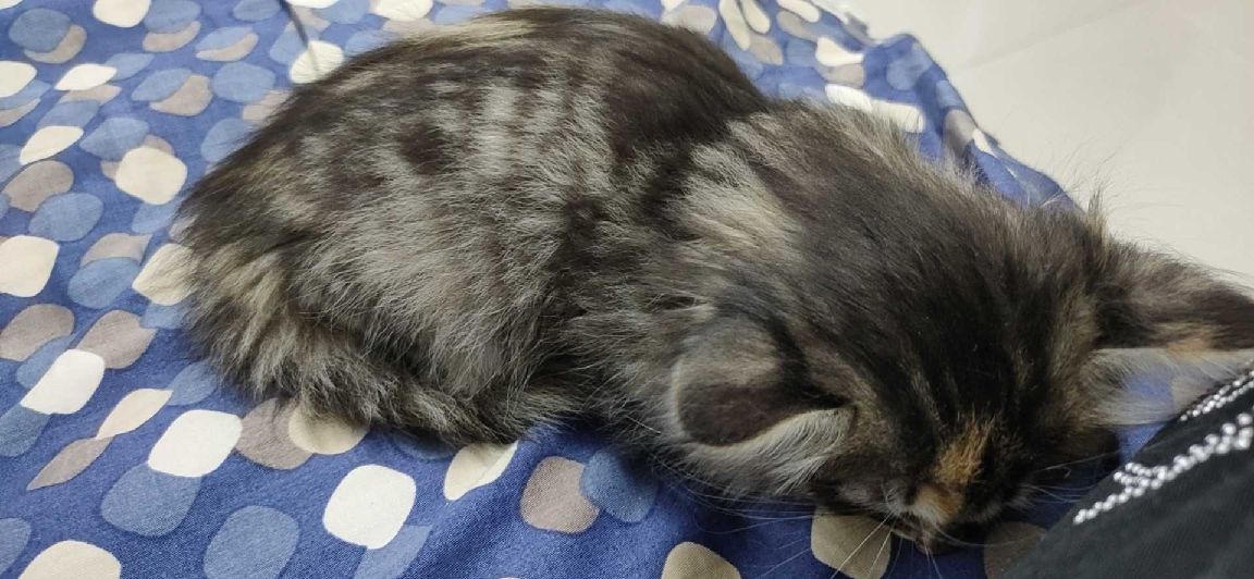 猫图片|宠物猫|猫咪|