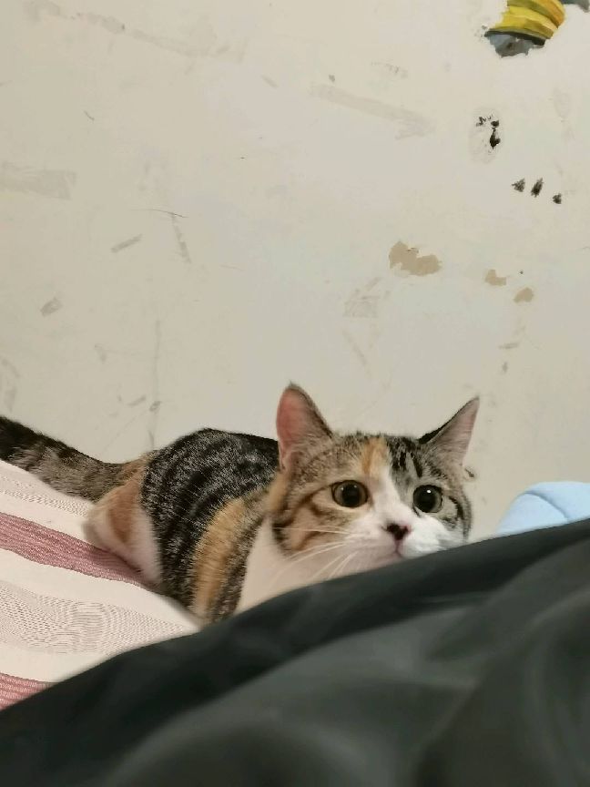 猫图片|宠物猫|猫咪|