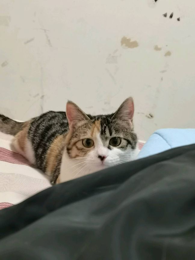 猫图片|宠物猫|猫咪|