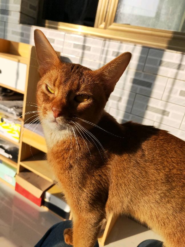 猫图片|宠物猫|猫咪|