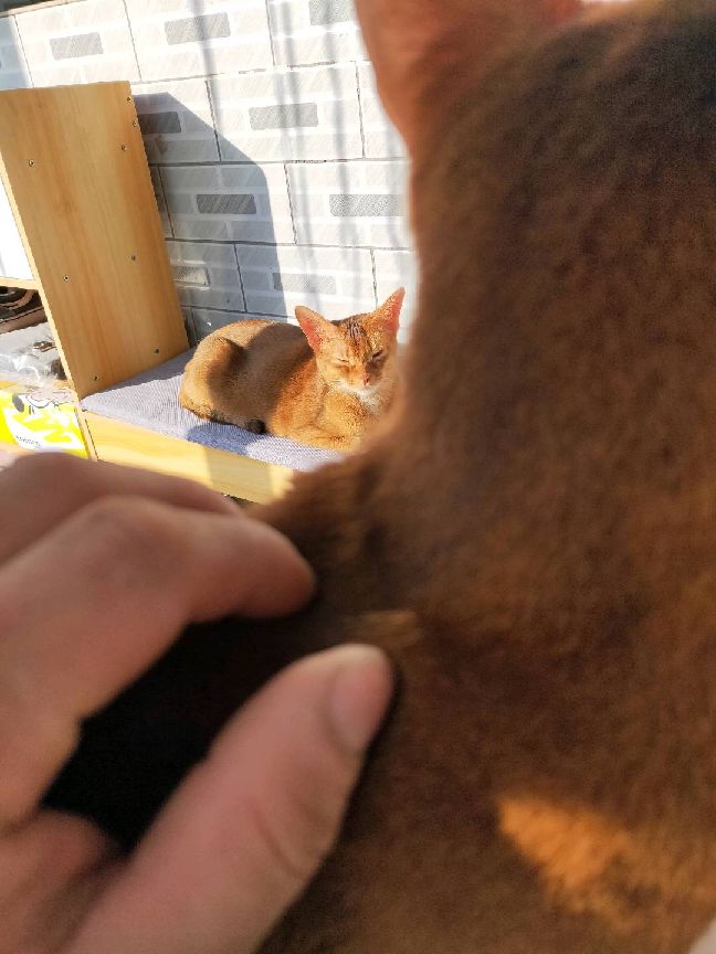 猫图片|宠物猫|猫咪|