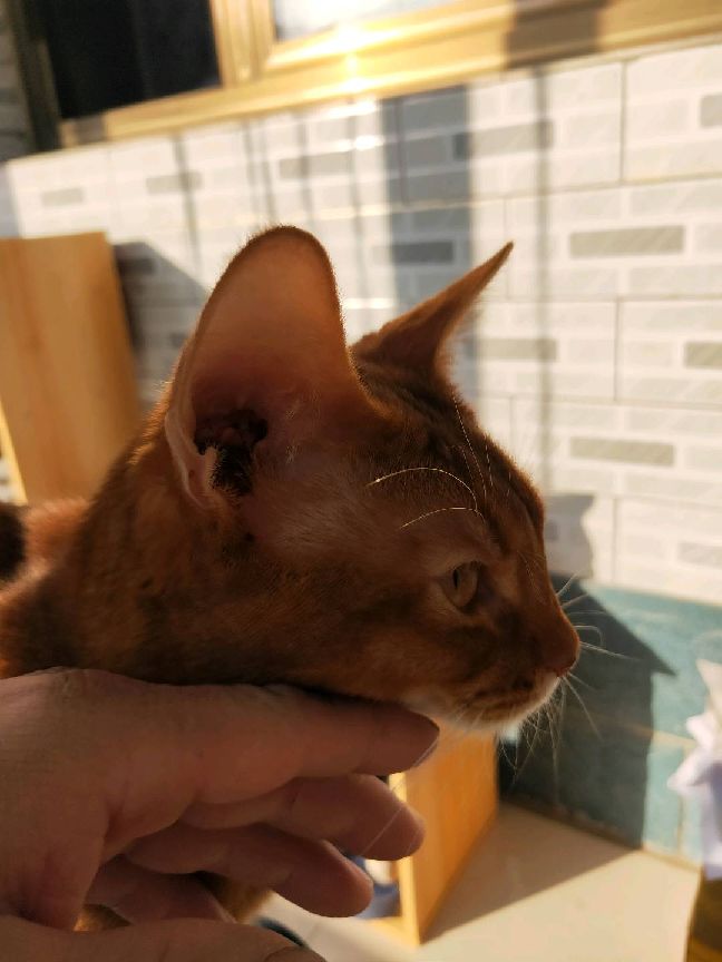 猫图片|宠物猫|猫咪|