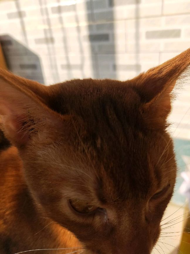 猫图片|宠物猫|猫咪|