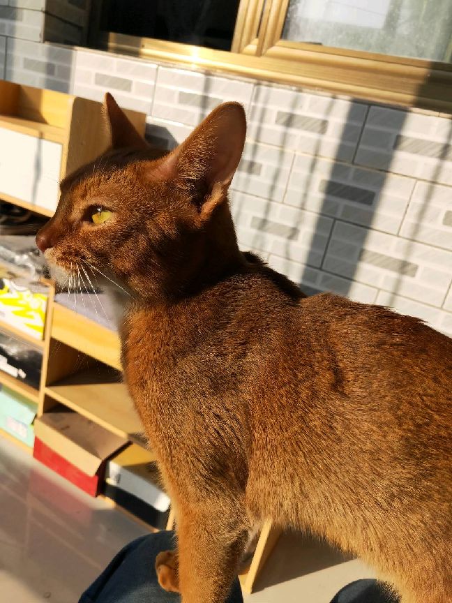 猫图片|宠物猫|猫咪|