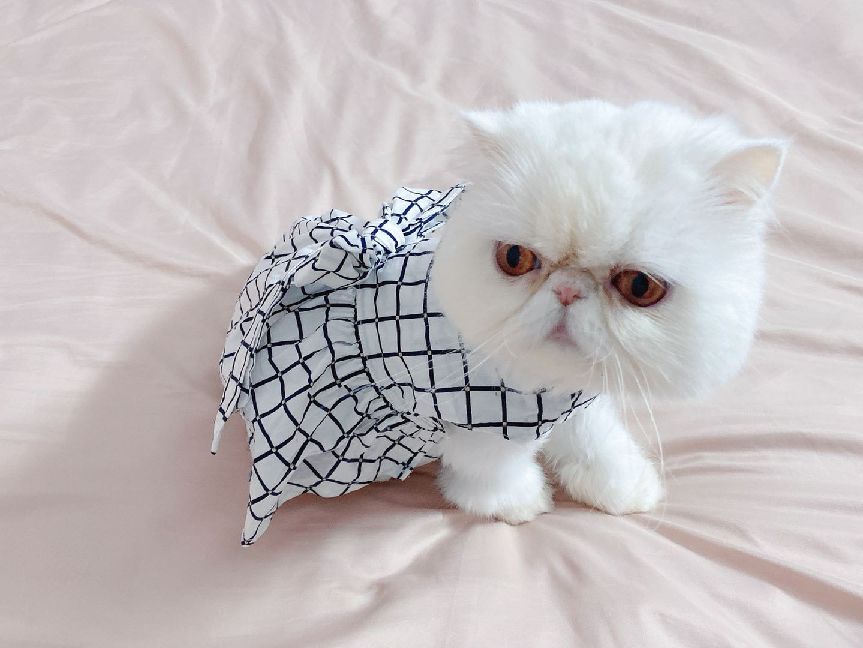 猫图片|宠物猫|猫咪|