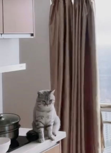 猫图片|宠物猫|猫咪|