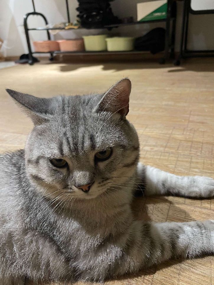 猫图片|宠物猫|猫咪|