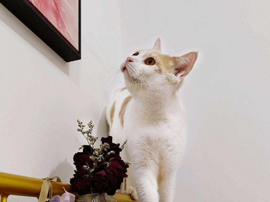 猫图片|宠物猫|猫咪|