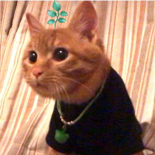 猫图片|宠物猫|猫咪|