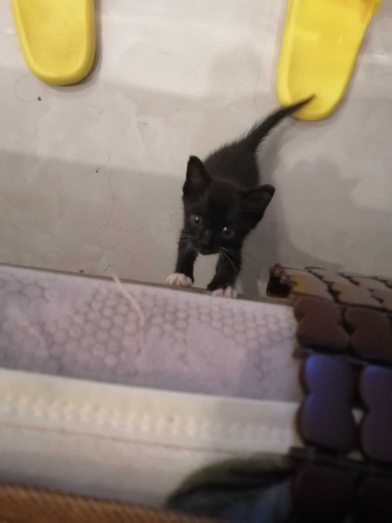 猫图片|宠物猫|猫咪|