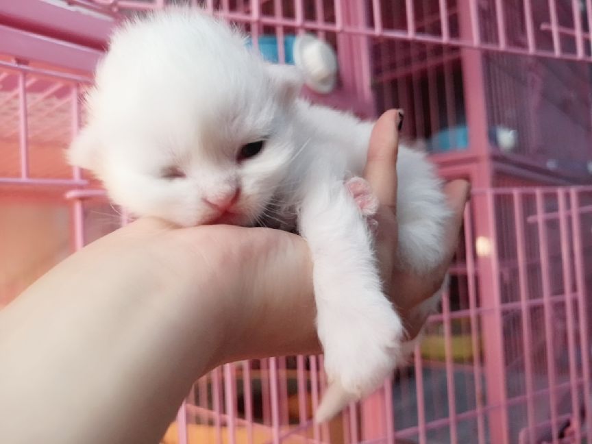 猫图片|宠物猫|猫咪|