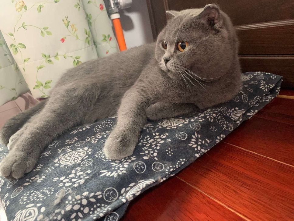 猫图片|宠物猫|猫咪|