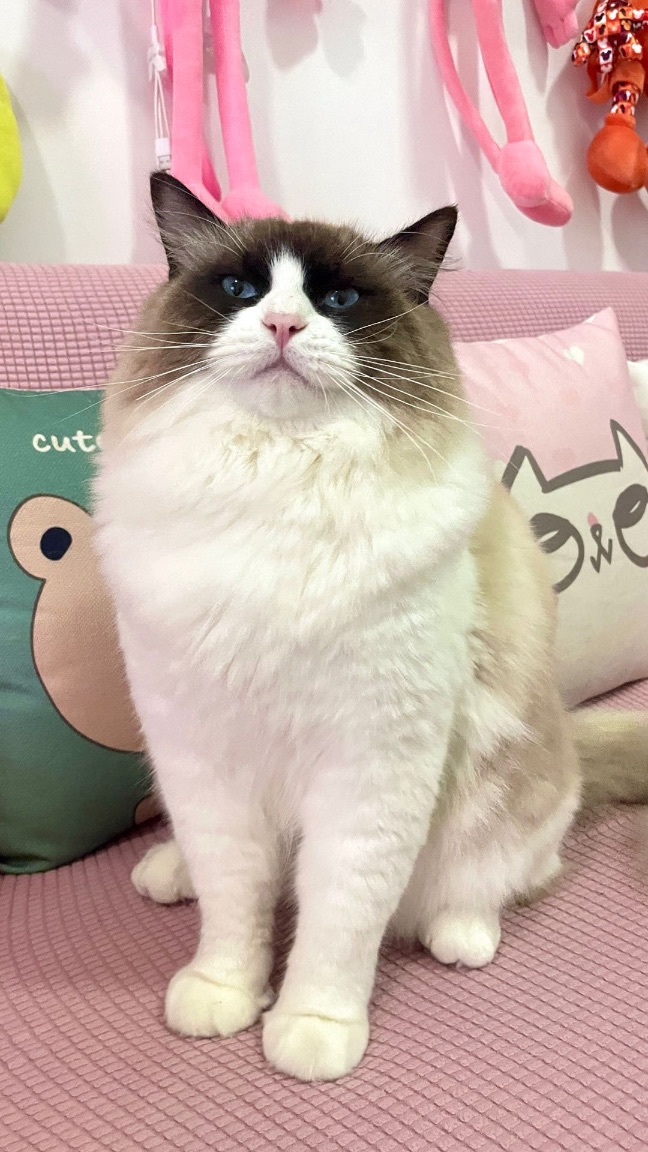 猫图片|宠物猫|猫咪|