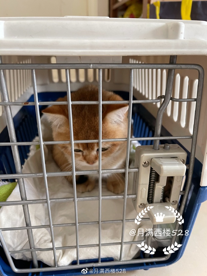 猫图片|宠物猫|猫咪|
