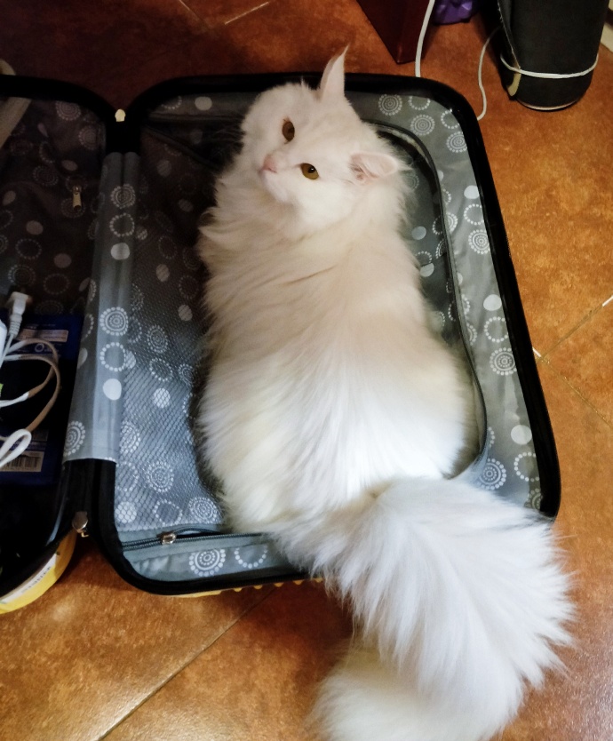 猫图片|宠物猫|猫咪|