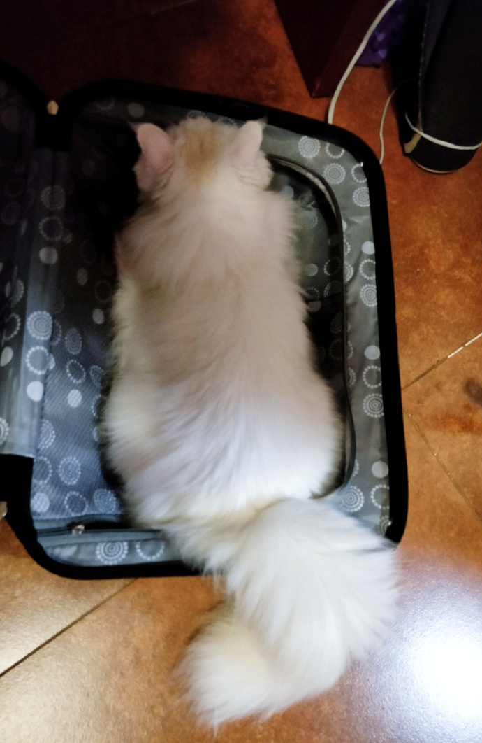 猫图片|宠物猫|猫咪|