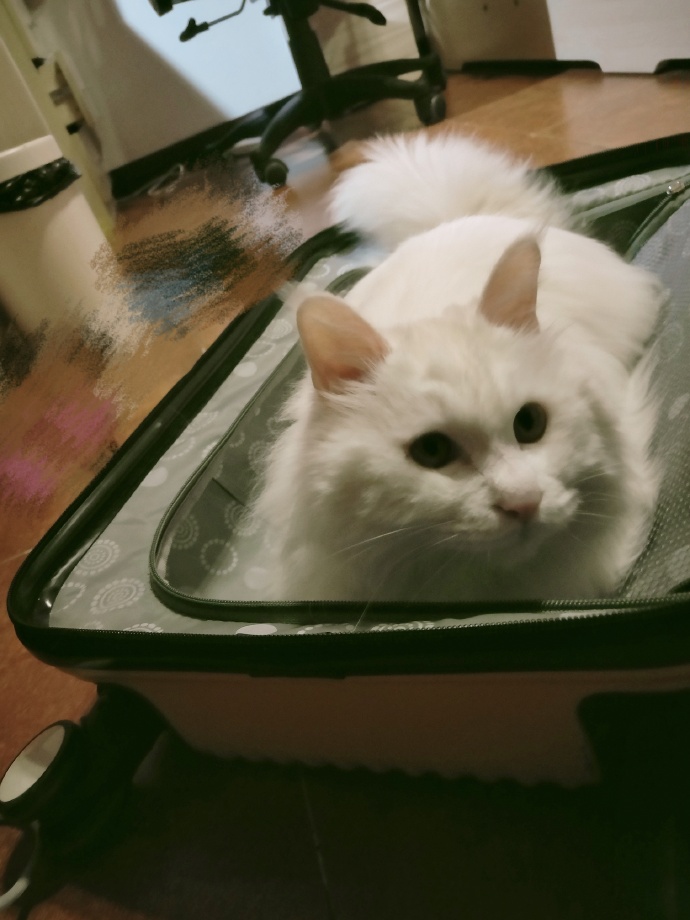 猫图片|宠物猫|猫咪|