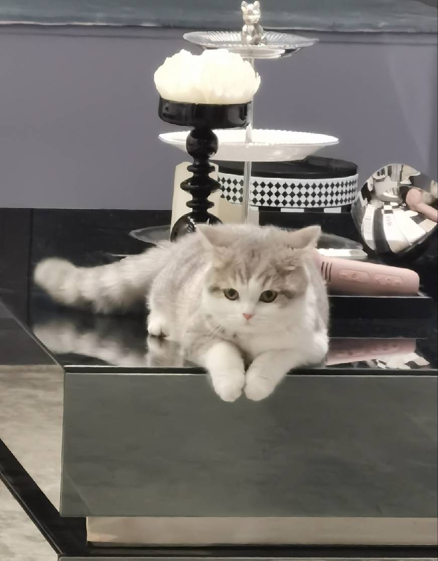 猫图片|宠物猫|猫咪|