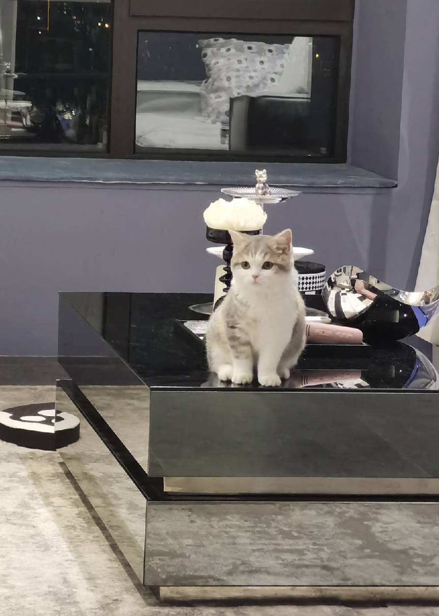 猫图片|宠物猫|猫咪|