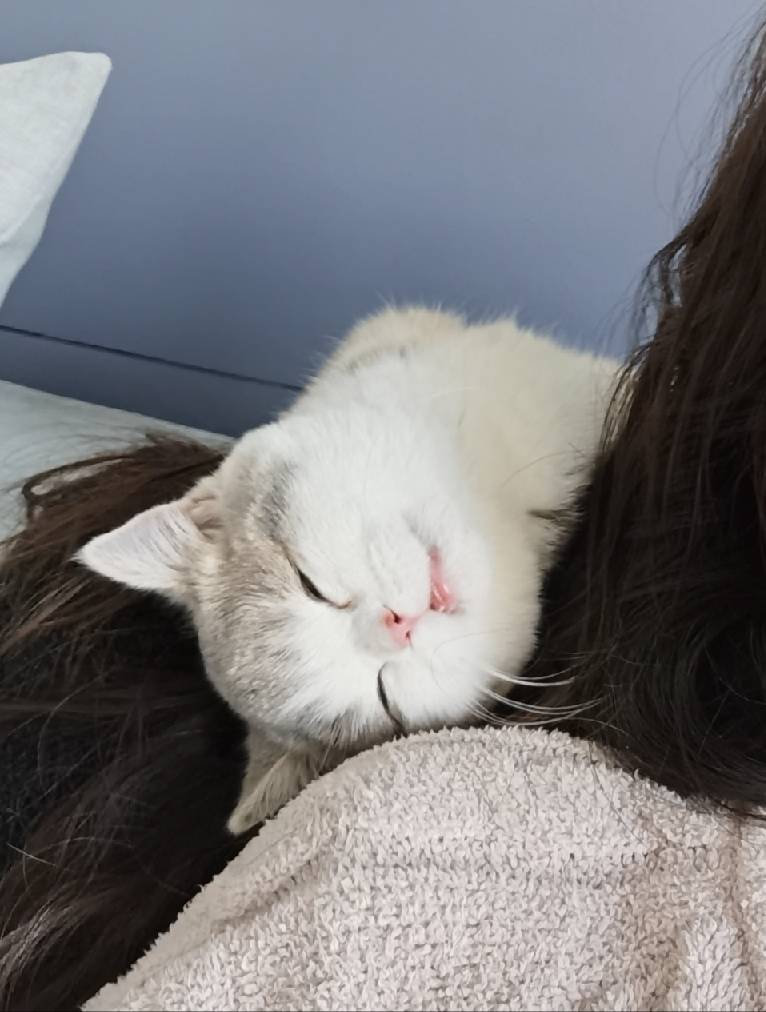 猫图片|宠物猫|猫咪|