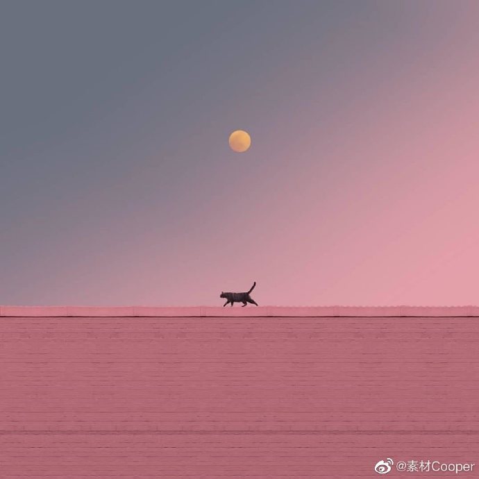 猫图片|宠物猫|猫咪|