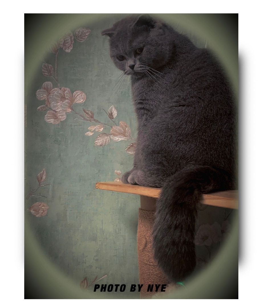 猫图片|宠物猫|猫咪|