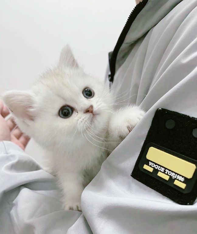 猫图片|宠物猫|猫咪|