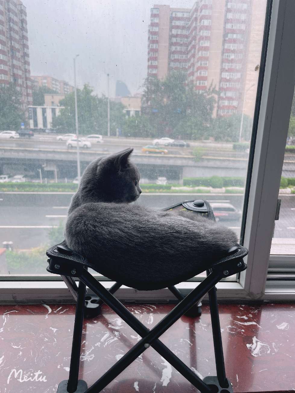 猫图片|宠物猫|猫咪|