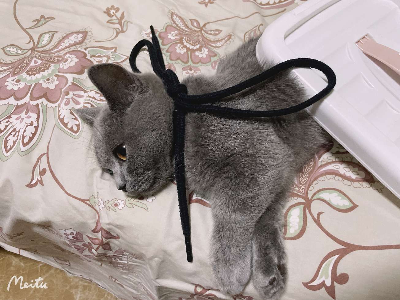 猫图片|宠物猫|猫咪|