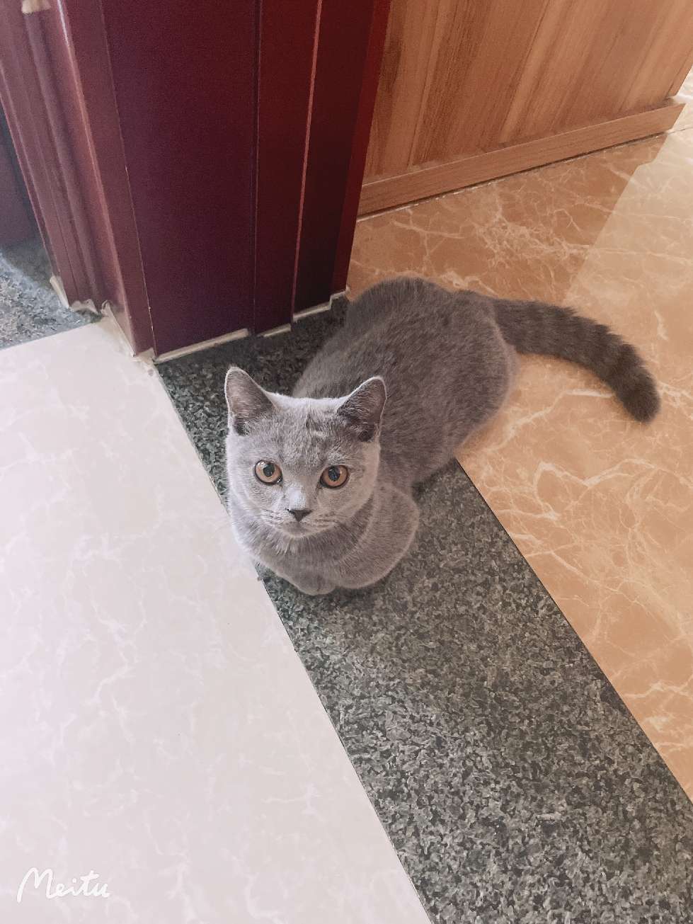 猫图片|宠物猫|猫咪|