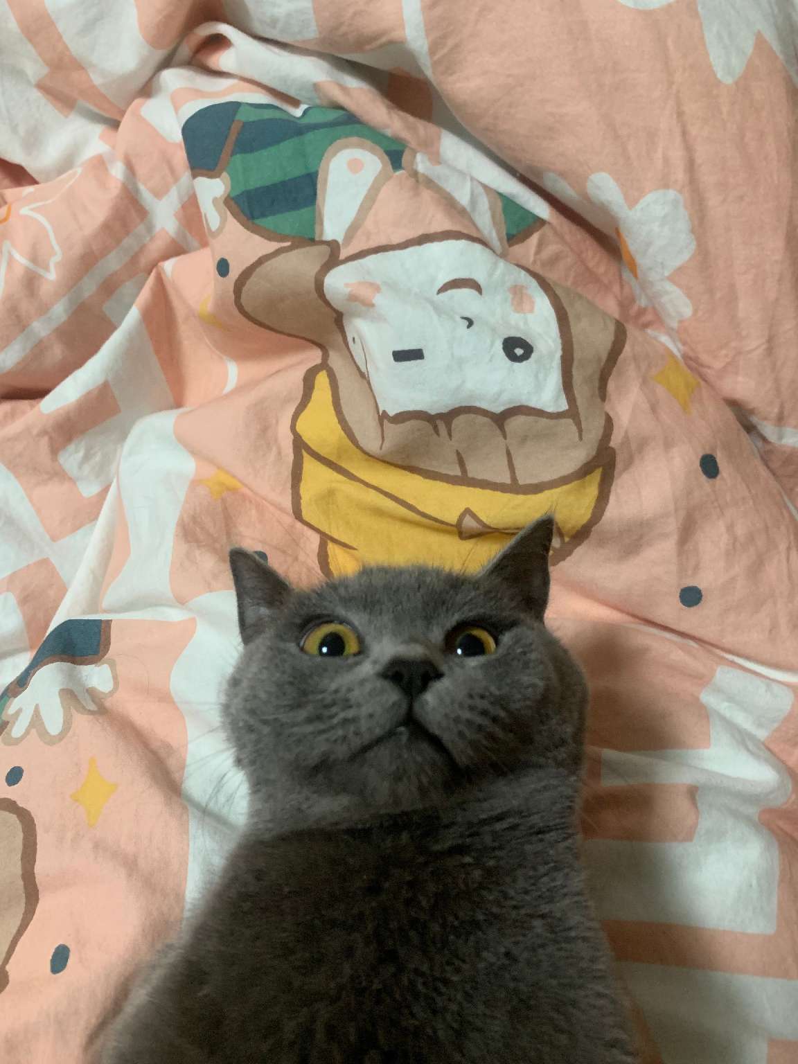 猫图片|宠物猫|猫咪|