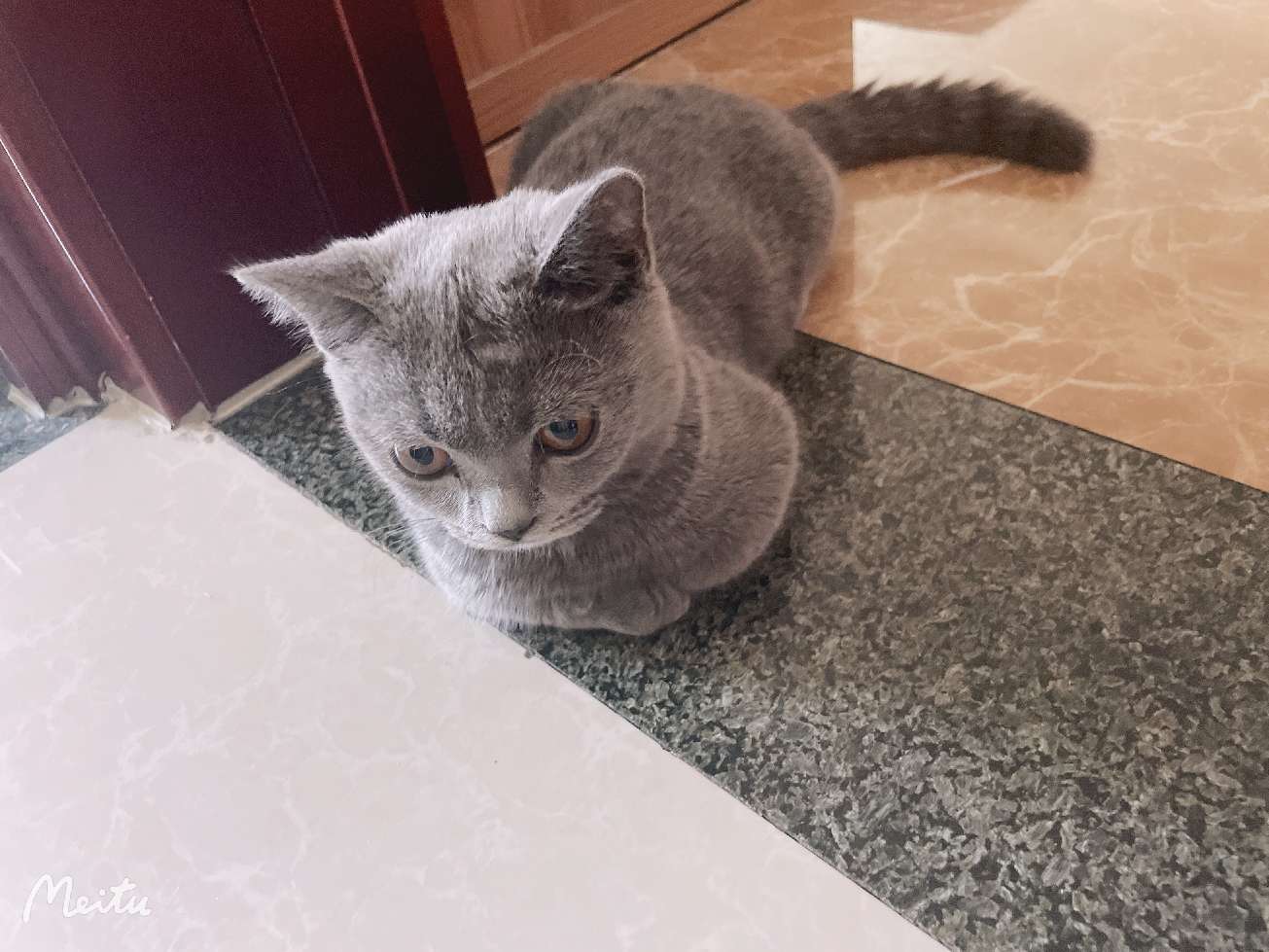 猫图片|宠物猫|猫咪|