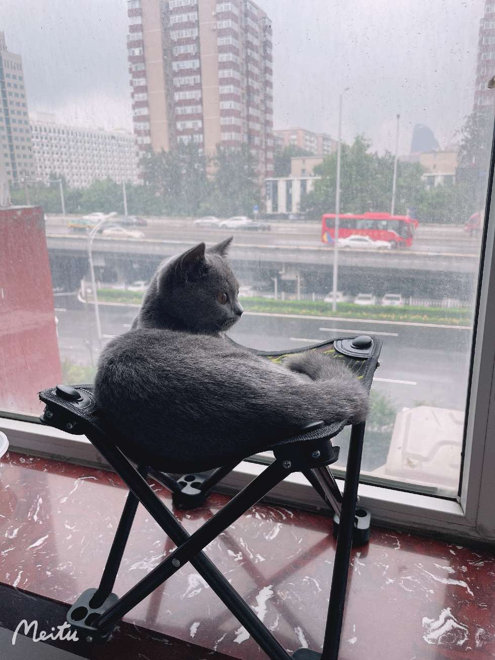 猫图片|宠物猫|猫咪|