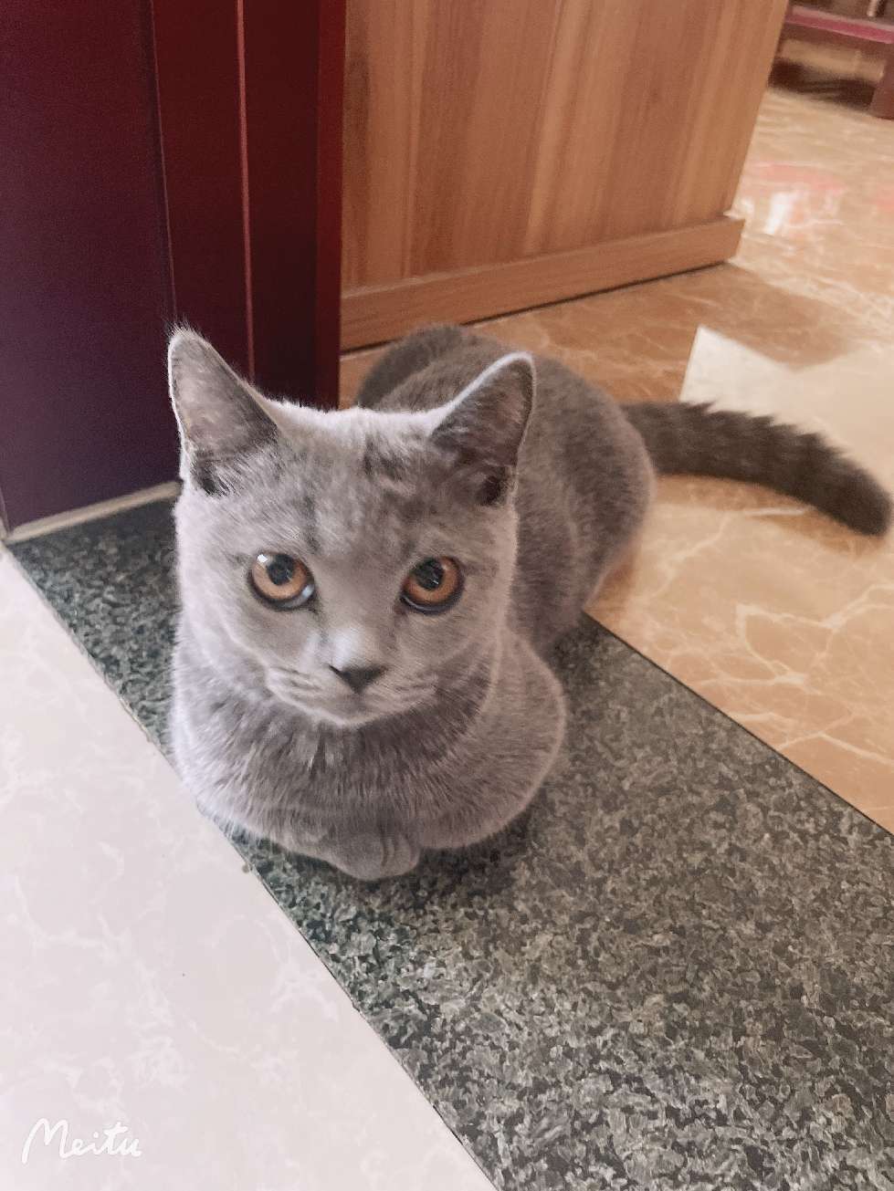 猫图片|宠物猫|猫咪|