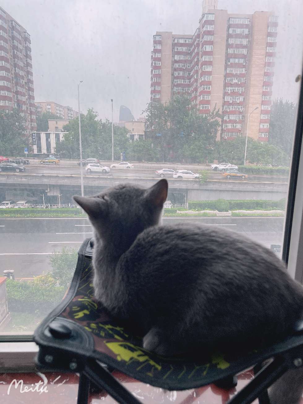 猫图片|宠物猫|猫咪|