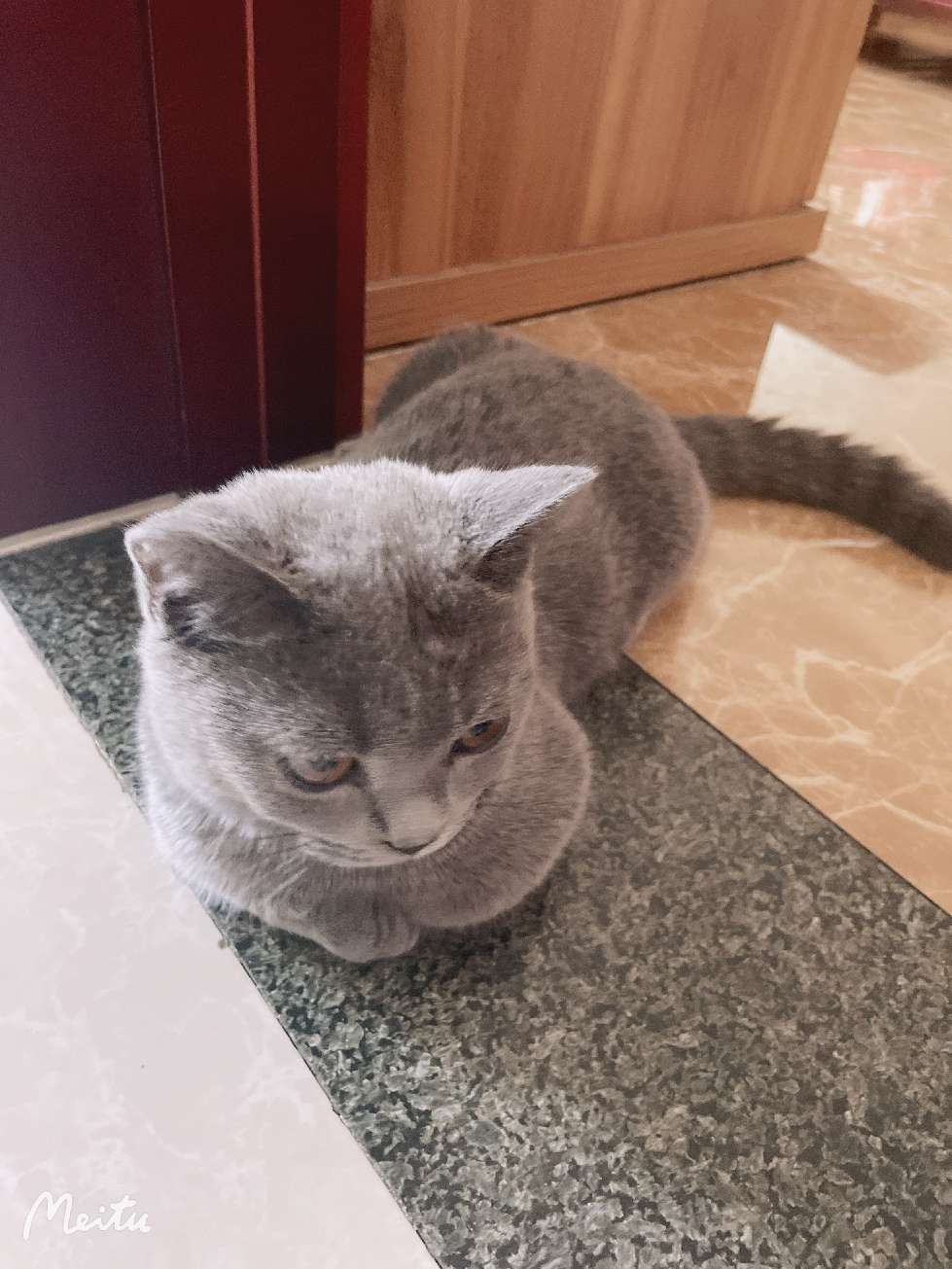 猫图片|宠物猫|猫咪|