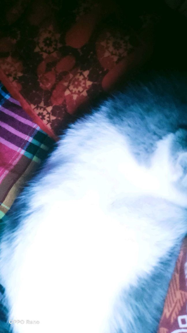 猫图片|宠物猫|猫咪|