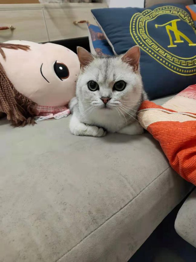 猫图片|宠物猫|猫咪|