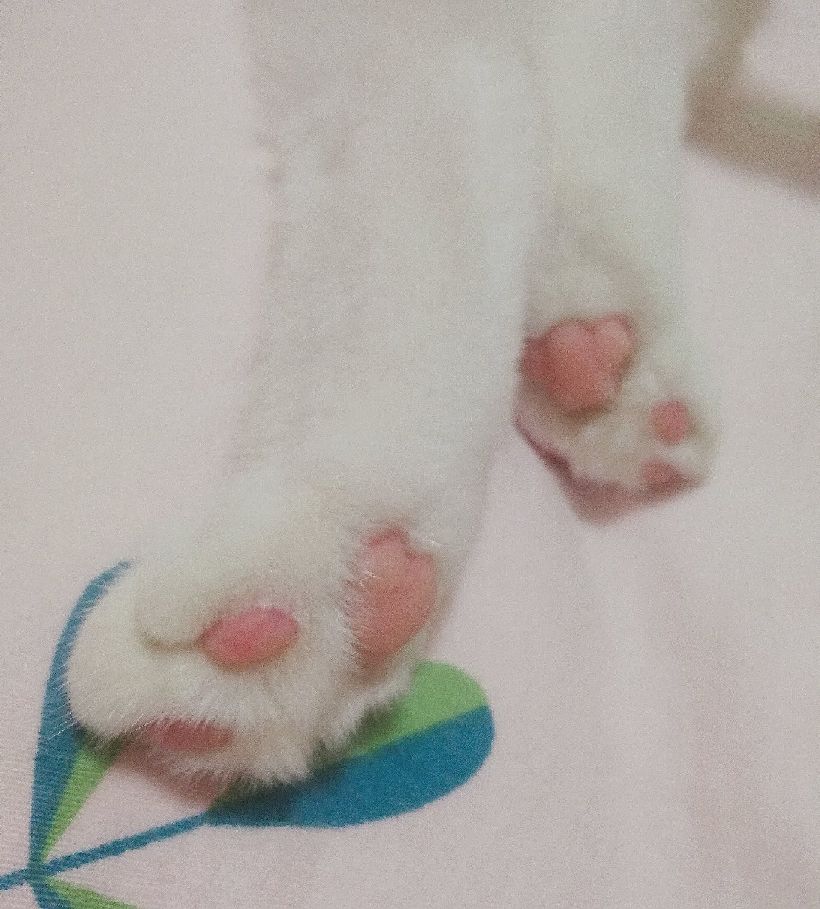 猫图片|宠物猫|猫咪|