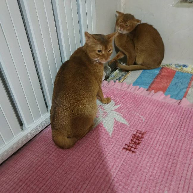 猫图片|宠物猫|猫咪|