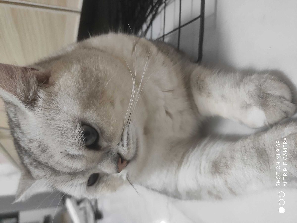 猫图片|宠物猫|猫咪|