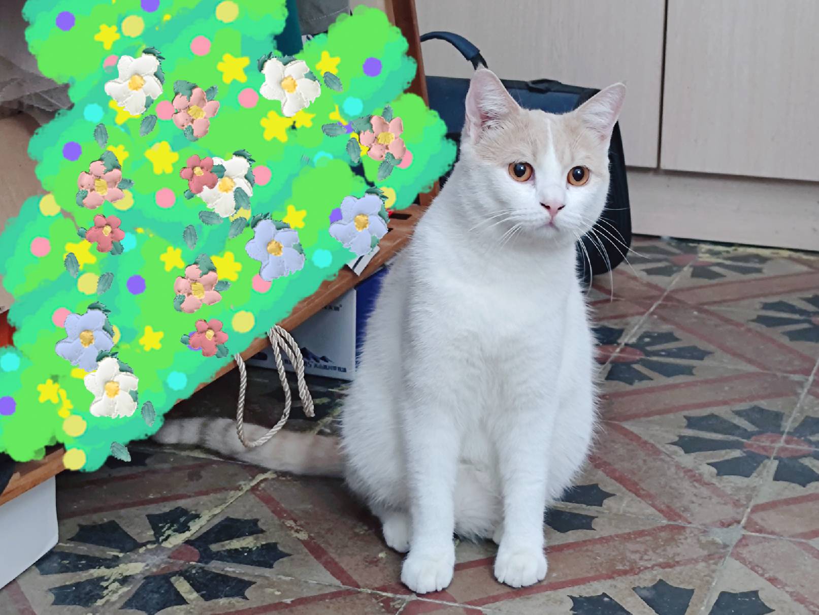 猫图片|宠物猫|猫咪|