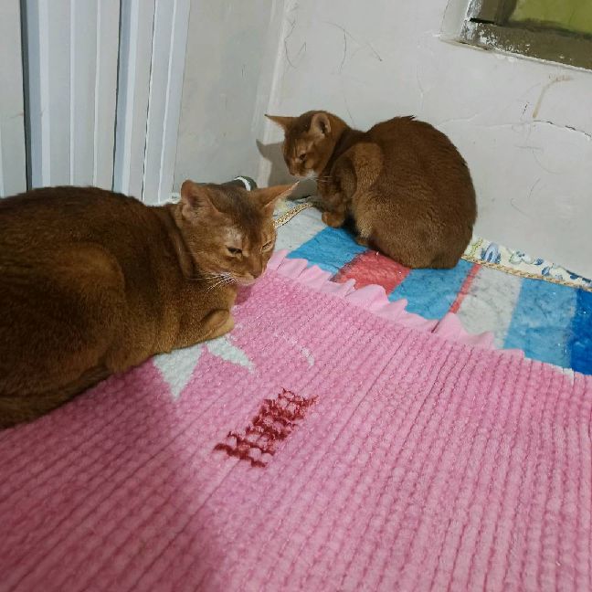 猫图片|宠物猫|猫咪|