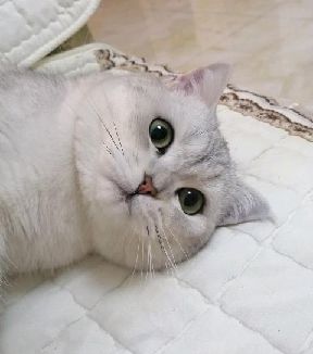 猫图片|宠物猫|猫咪|