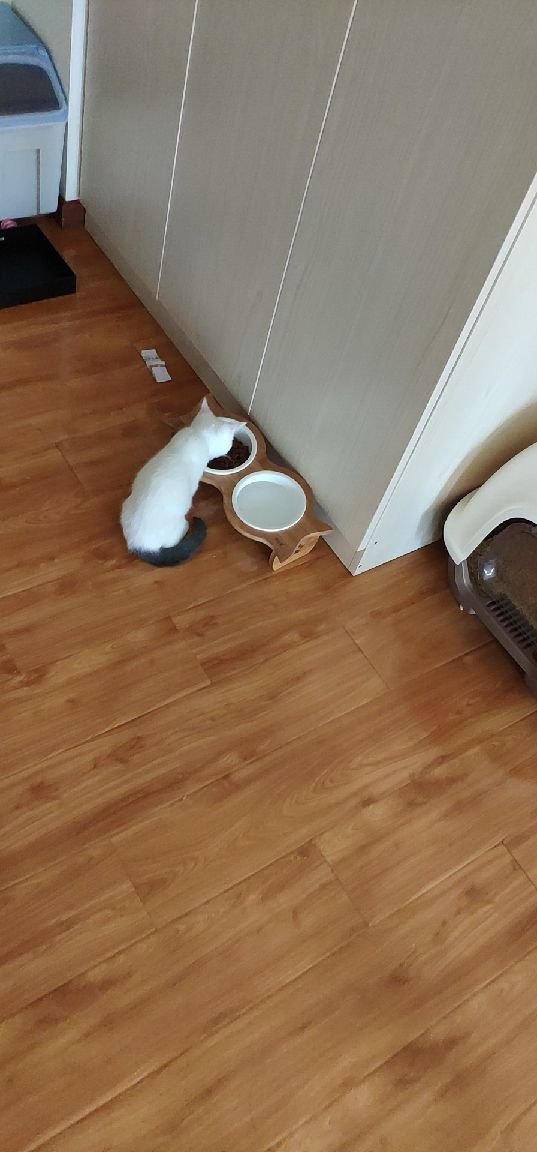 猫图片|宠物猫|猫咪|