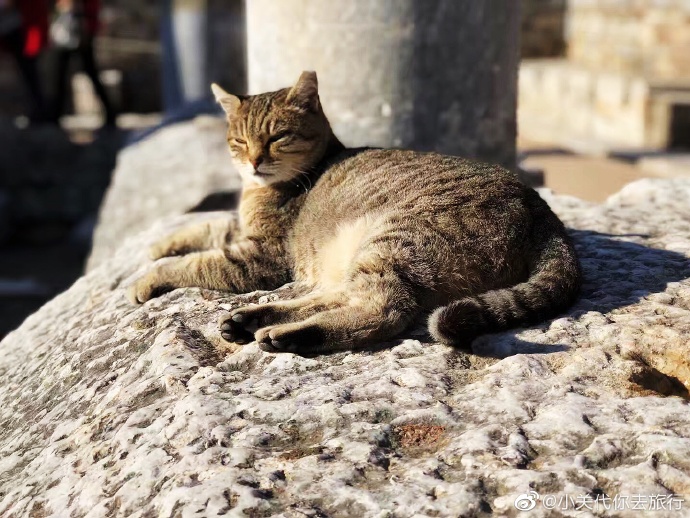 猫图片|宠物猫|猫咪|