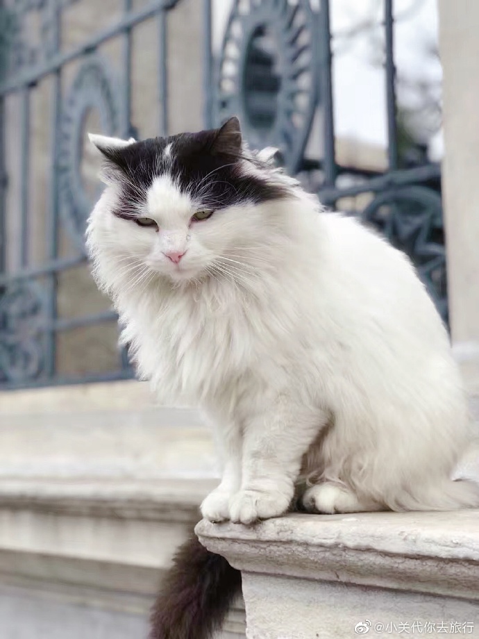 猫图片|宠物猫|猫咪|